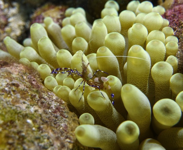 Mini Shrimp by Michael Brown